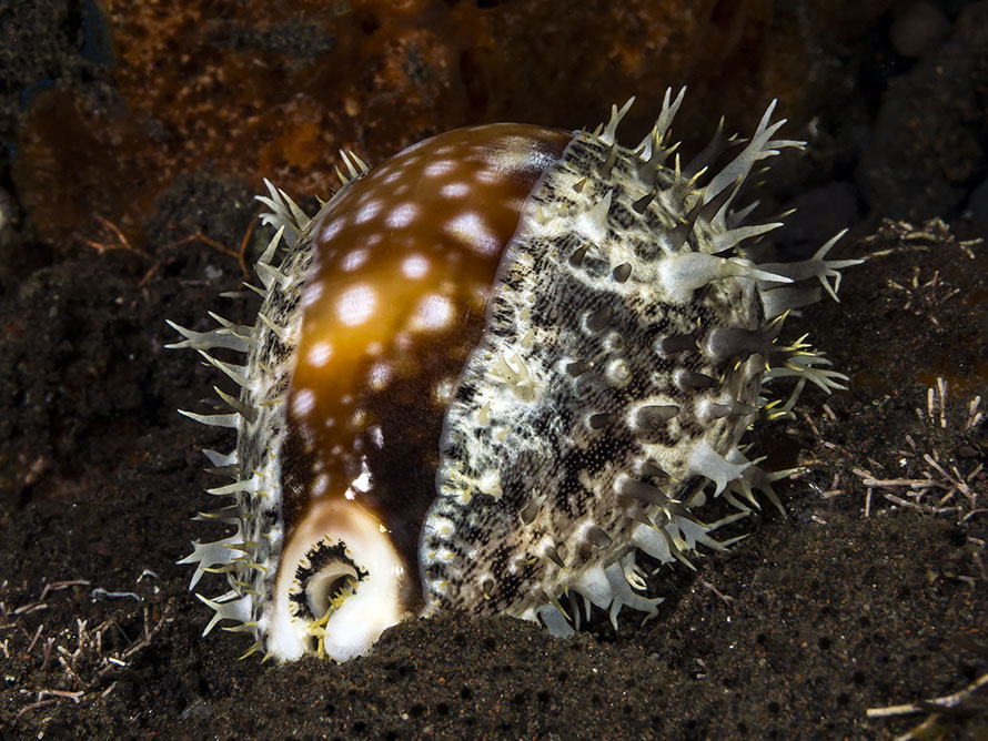 Lyncina vitellus